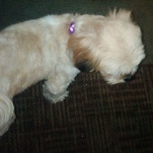 Meet your Posher, Terri - Picture 1 of 1